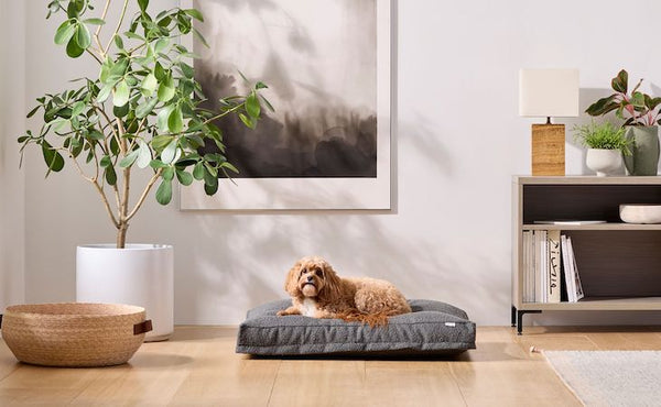 2023 Pet Gift Guide: Our Top 12 Woof-Worthy Sleep Gifts for Pets and Pet Parents